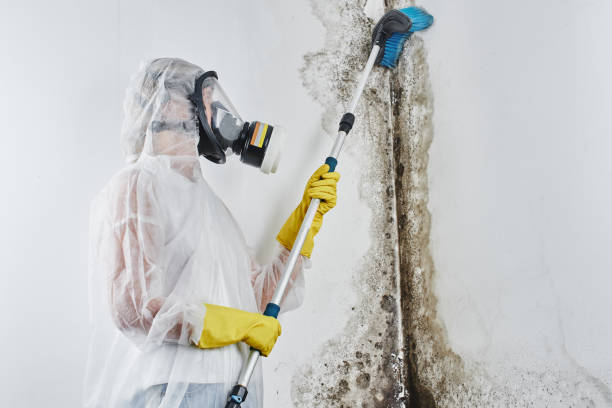 Mold Removal Process in George Mason, VA