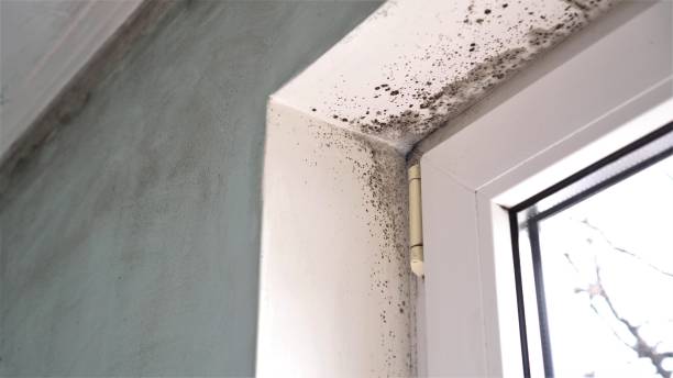Reliable George Mason, VA Mold Removal Solutions