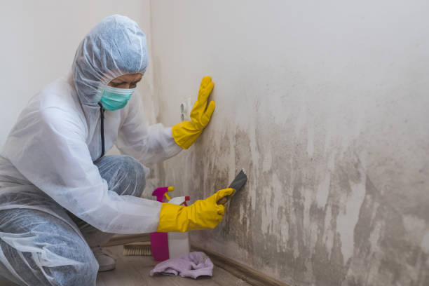 Best Emergency Mold Removal  in George Mason, VA
