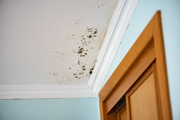 Best Professional Mold Removal  in George Mason, VA