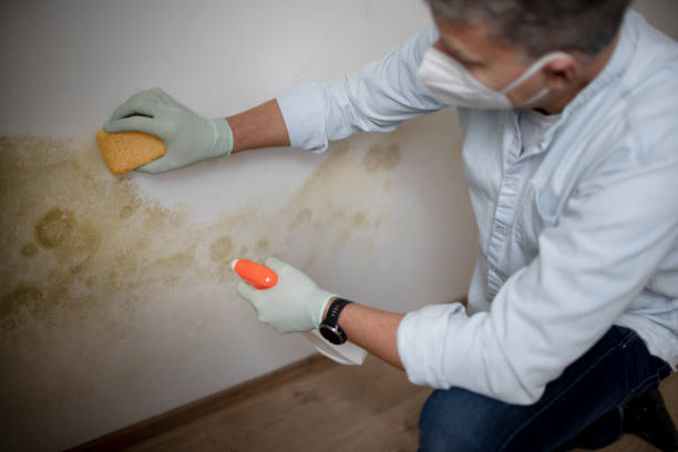 Best Toxic Mold Removal  in George Mason, VA