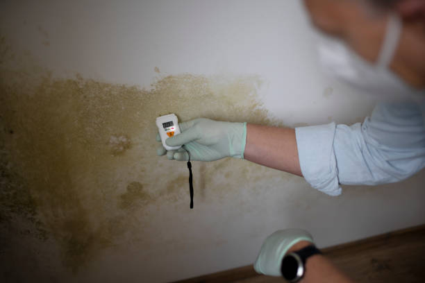 Best Mold Testing  in George Mason, VA