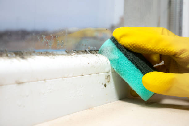 Best Home Mold Removal  in George Mason, VA