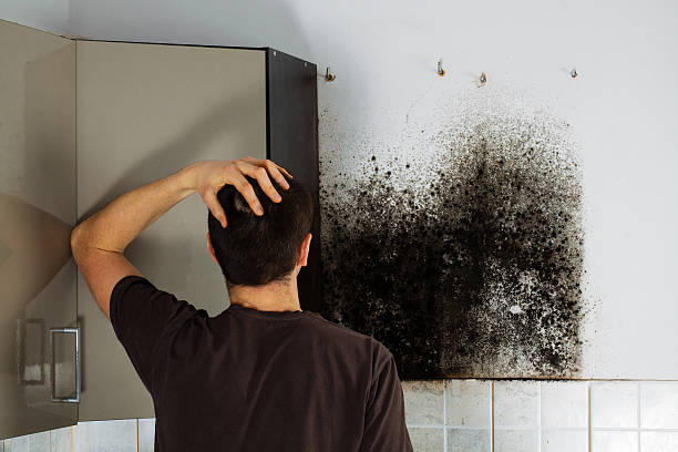Best Black Mold Removal  in George Mason, VA