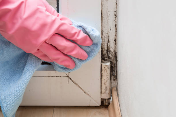 Best Local Mold Removal Service  in George Mason, VA